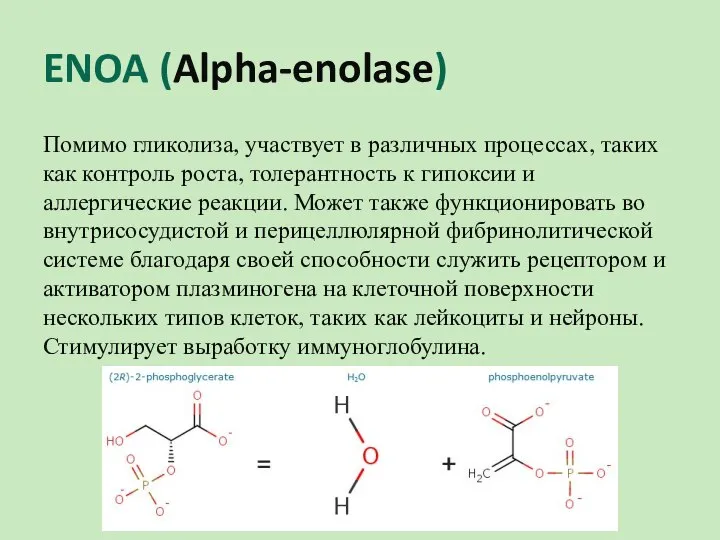 ENOA (Alpha-enolase) Помимо гликолиза, участвует в различных процессах, таких как контроль роста,
