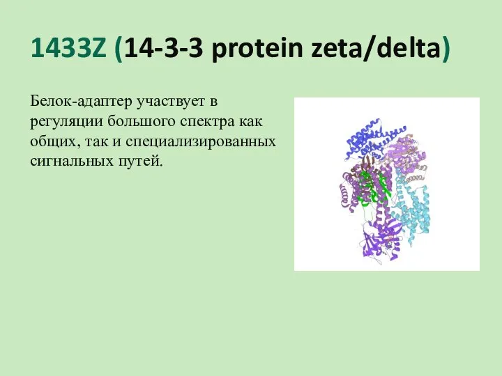 1433Z (14-3-3 protein zeta/delta) Белок-адаптер участвует в регуляции большого спектра как общих,