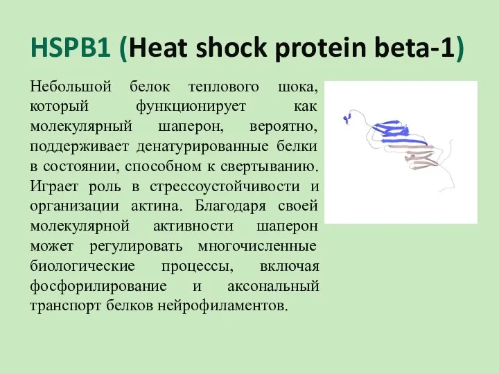 HSPB1 (Heat shock protein beta-1) Небольшой белок теплового шока, который функционирует как
