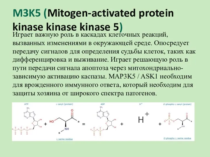 M3K5 (Mitogen-activated protein kinase kinase kinase 5) Играет важную роль в каскадах