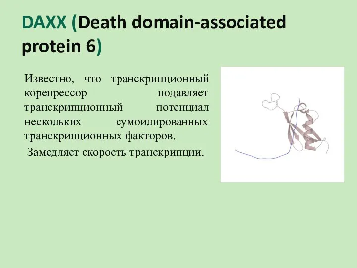 DAXX (Death domain-associated protein 6) Известно, что транскрипционный корепрессор подавляет транскрипционный потенциал