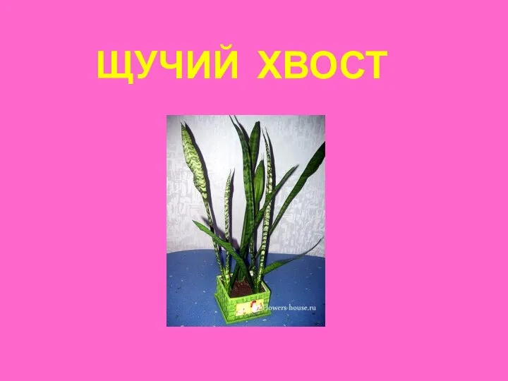 ЩУЧИЙ ХВОСТ