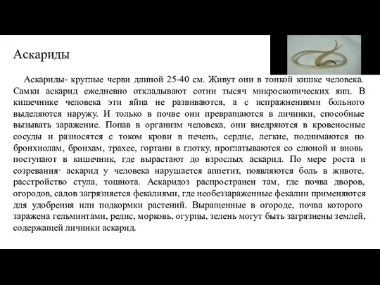 Аскариды Аскариды- круглые черви длиной 25-40 см. Живут они в тонкой кишке