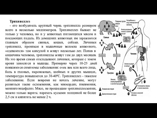 Трихинеллез - его возбудитель крупный червь трихинелла размером всего в несколько миллиметров.