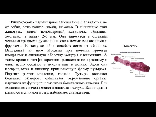 Эхинококкоз- паразитарное заболевание. Заражаются им от собак, реже волков, лисиц, шакалов. В