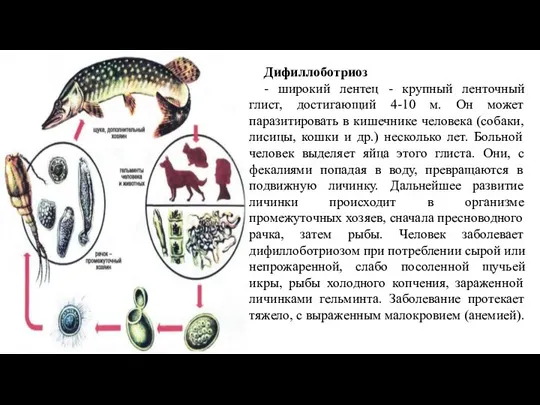 Дифиллоботриоз - широкий лентец - крупный ленточный глист, достигающий 4-10 м. Он