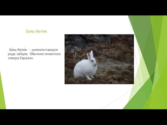 Заяц-беляк За́яц-беля́к — млекопитающее рода зайцев. Обычное животное севера Евразии.