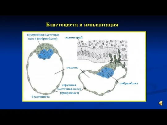 Бластоциста и имплантация полость внутренняя клеточная масса (эмбриобласт) наружная клеточная масса (трофобласт) эмбриобласт бластоциста эндометрий