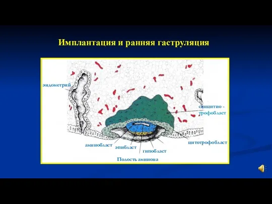 Имплантация и ранняя гаструляция