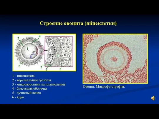 Строение овоцита (яйцеклетки) Овоцит. Микрофотография. 1 - цитоплазма 2 - кортикальные гранулы