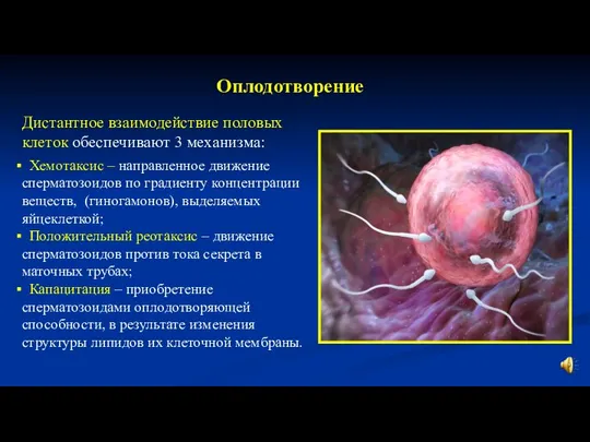 Оплодотворение Дистантное взаимодействие половых клеток обеспечивают 3 механизма: Хемотаксис – направленное движение
