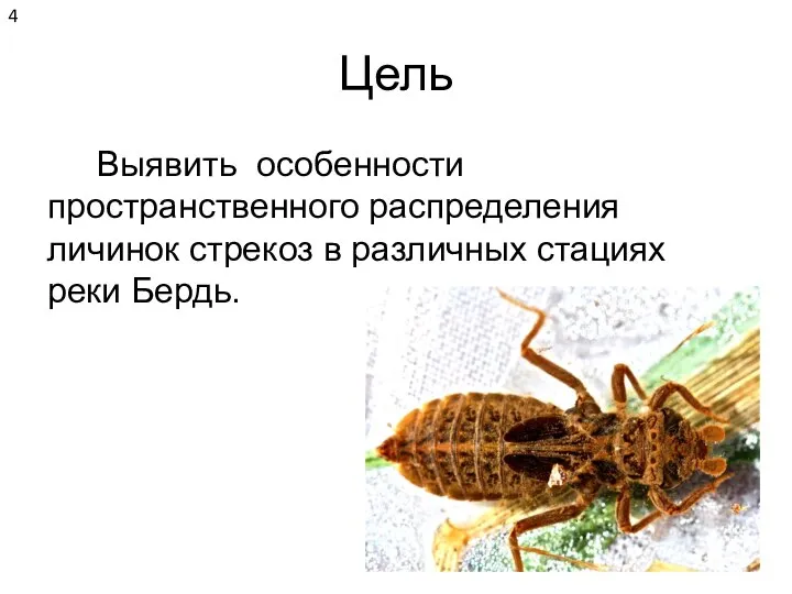 Цель Выявить особенности пространственного распределения личинок стрекоз в различных стациях реки Бердь.