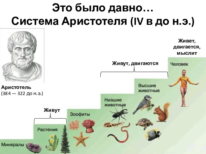 Это было давно… Система Аристотеля (IV в до н.э.) Живет, двигается, мыслит