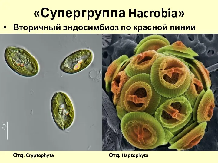 «Супергруппа Hacrobia» Вторичный эндосимбиоз по красной линии Отд. Cryptophyta Отд. Haptophyta