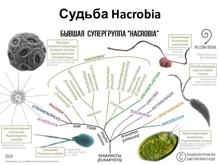 Судьба Hacrobia