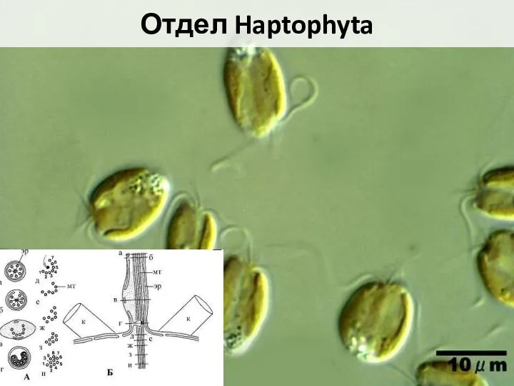 Отдел Haptophyta