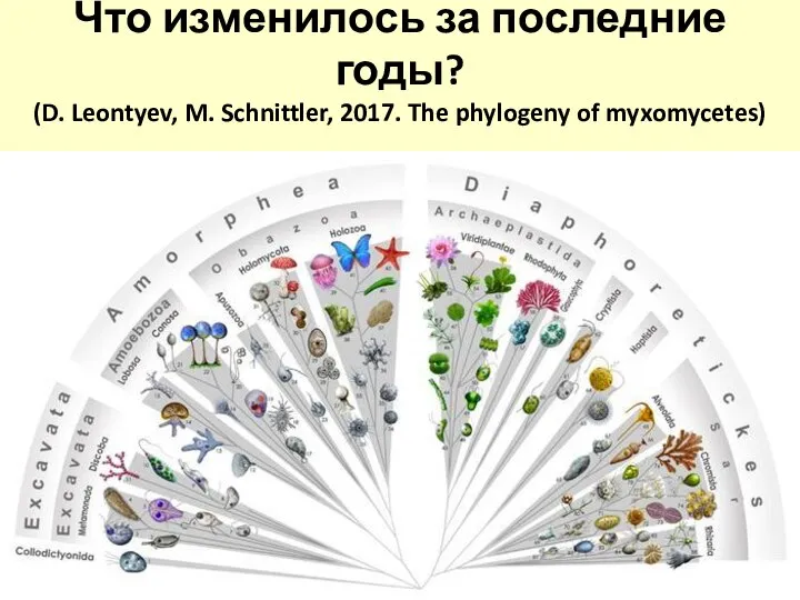 Что изменилось за последние годы? (D. Leontyev, M. Schnittler, 2017. The phylogeny of myxomycetes)