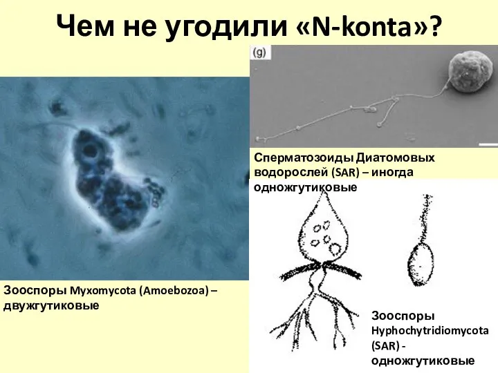Чем не угодили «N-konta»? Зооспоры Myxomycota (Amoebozoa) – двужгутиковые Зооспоры Hyphochytridiomycota (SAR)