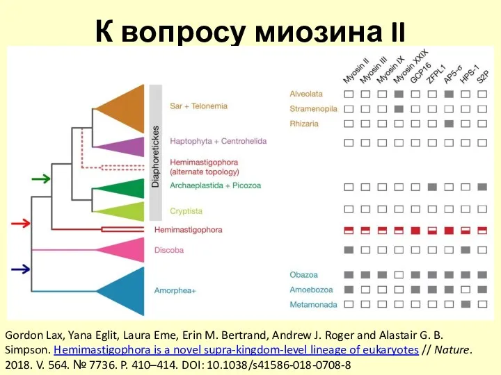 К вопросу миозина II Gordon Lax, Yana Eglit, Laura Eme, Erin M.