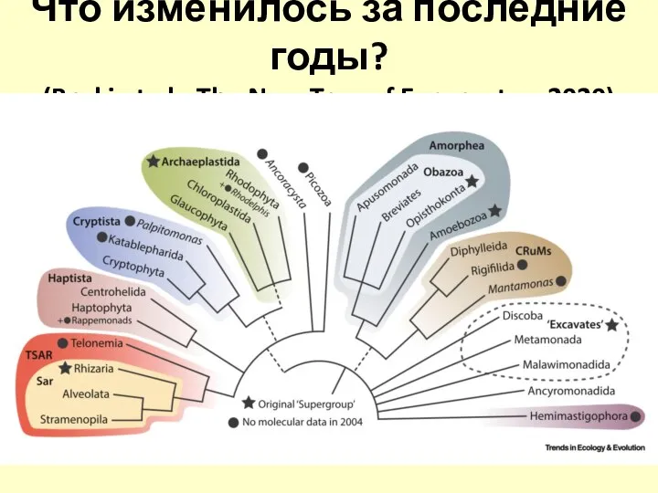 Что изменилось за последние годы? (Bruki et al., The New Tree of Eucaryotes, 2020)