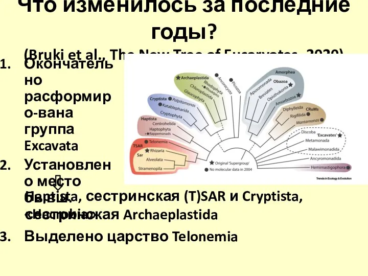 Что изменилось за последние годы? (Bruki et al., The New Tree of