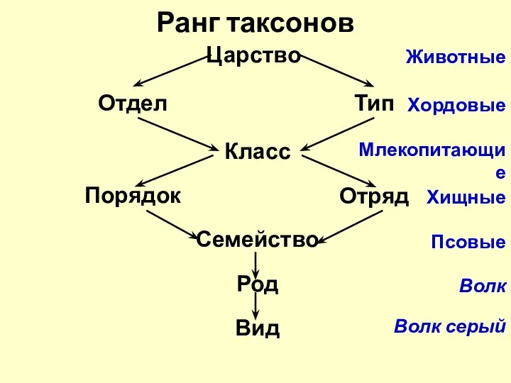 Ранг таксонов Царство Отдел Класс Порядок Семейство Род Вид Тип Отряд Животные