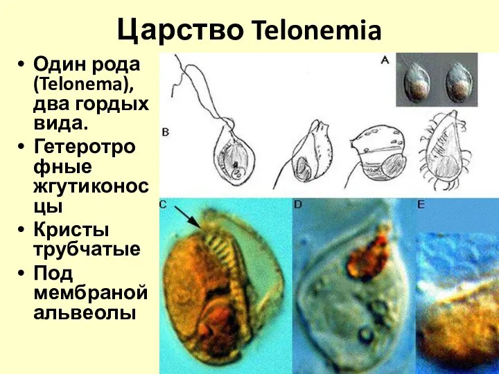 Царство Telonemia Один рода (Telonema), два гордых вида. Гетеротрофные жгутиконосцы Кристы трубчатые Под мембраной альвеолы