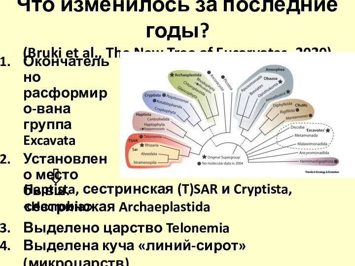 Что изменилось за последние годы? (Bruki et al., The New Tree of