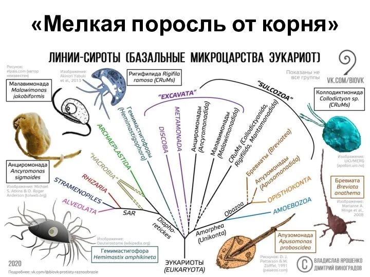 «Мелкая поросль от корня»