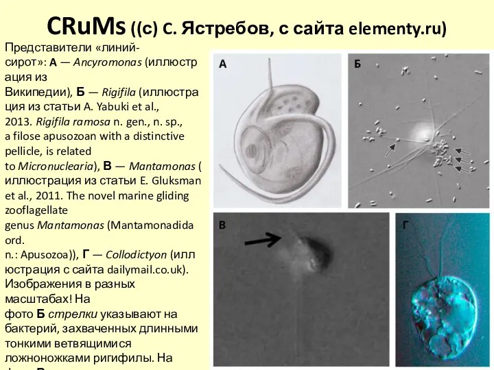 CRuMs ((с) C. Ястребов, с сайта elementy.ru) Представители «линий-сирот»: A — Ancyromonas