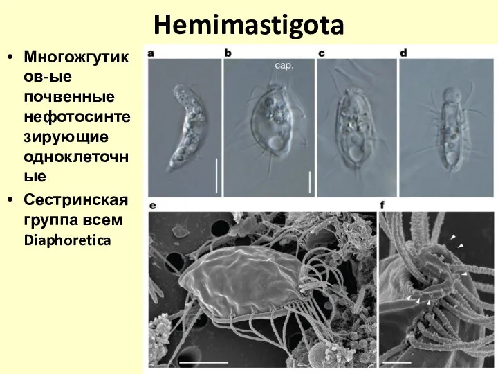 Hemimastigota Многожгутиков-ые почвенные нефотосинтезирующие одноклеточные Сестринская группа всем Diaphoretica
