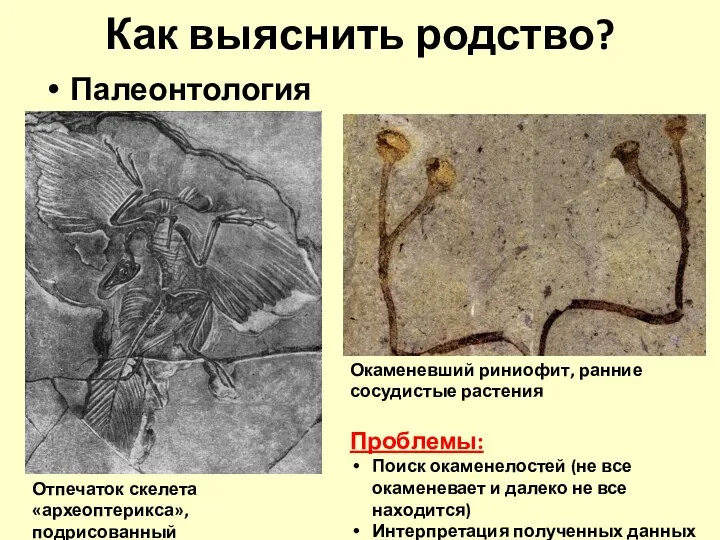 Как выяснить родство? Палеонтология Отпечаток скелета «археоптерикса», подрисованный Окаменевший риниофит, ранние сосудистые