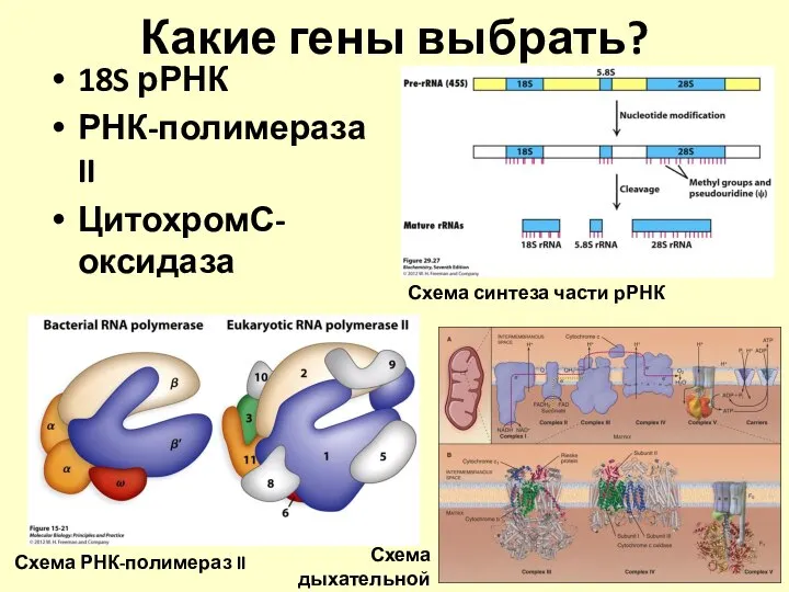 Какие гены выбрать? 18S рРНК РНК-полимераза II ЦитохромС-оксидаза Схема синтеза части рРНК