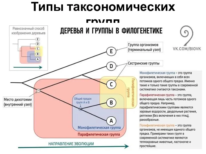 Типы таксономических групп Полифилия – зло!