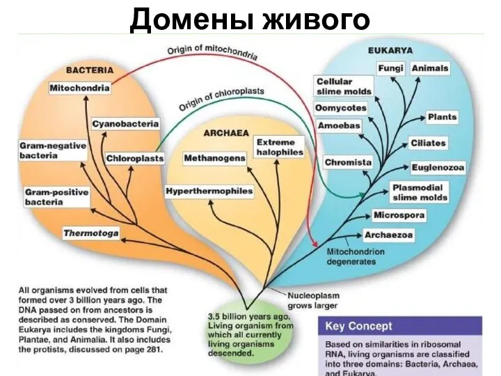 Домены живого