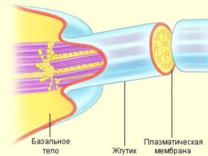 *Некоторые специалисты считают белковый комплекс, прикрепляющий нуклеоид к мембране, элементом цитоскелета. В