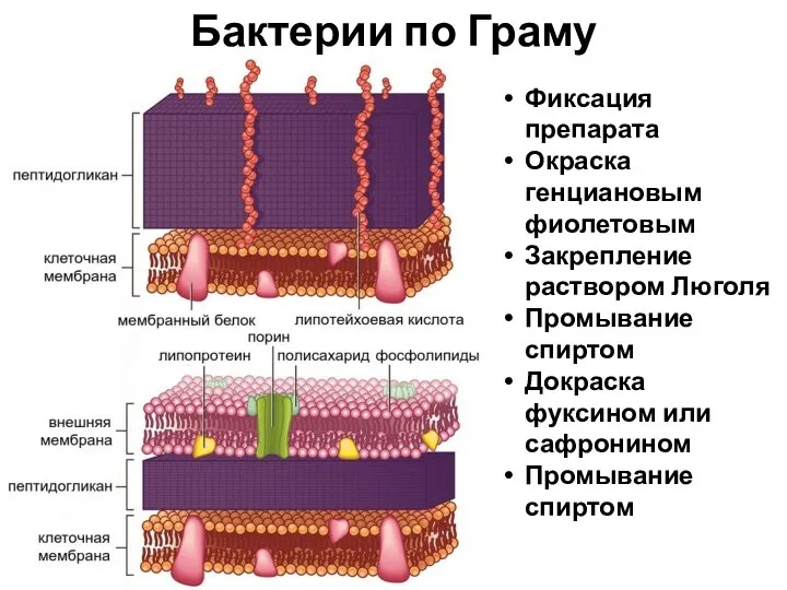 Фиксация препарата Окраска генциановым фиолетовым Закрепление раствором Люголя Промывание спиртом Докраска фуксином