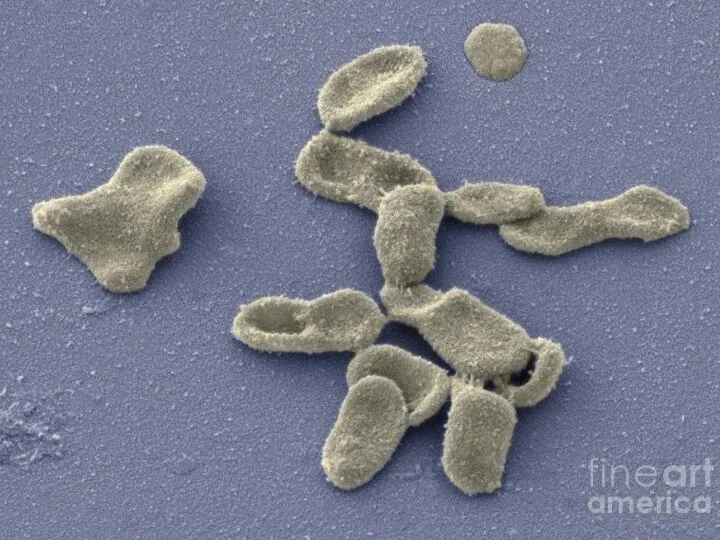 Бактерии по Граму Грам-положительные: Клостридии Бациллы Актиномицеты Грам-отрицательные: Протеобактерии Хламидии Цианобактерии Микоплазмы