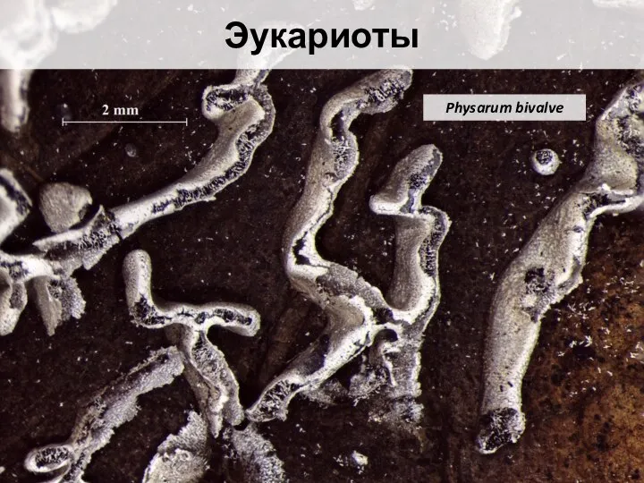 Эукариоты Physarum bivalve