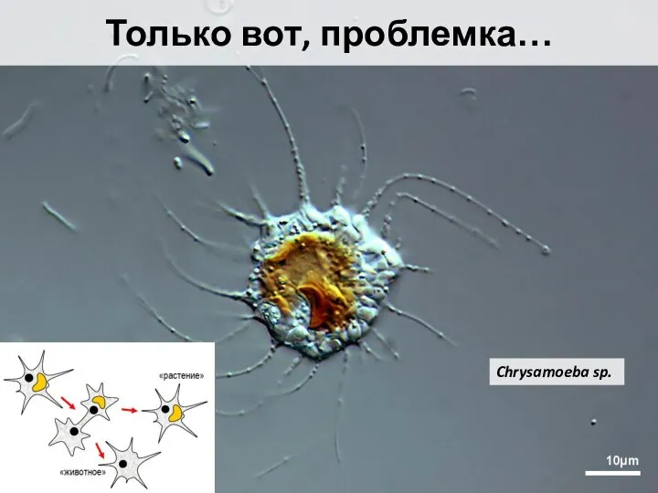 Только вот, проблемка… Chrysamoeba sp.