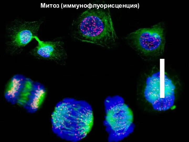 Важные характеристики макротаксонов Наличие, количество и строение жгутиков. Два жгутика Один жгутик