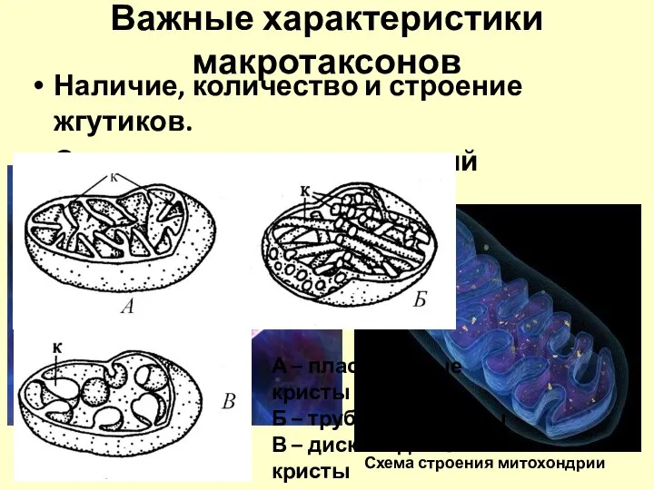 Важные характеристики макротаксонов Наличие, количество и строение жгутиков. Строение крист митохондрий Внешний