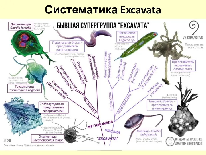 Систематика Excavata