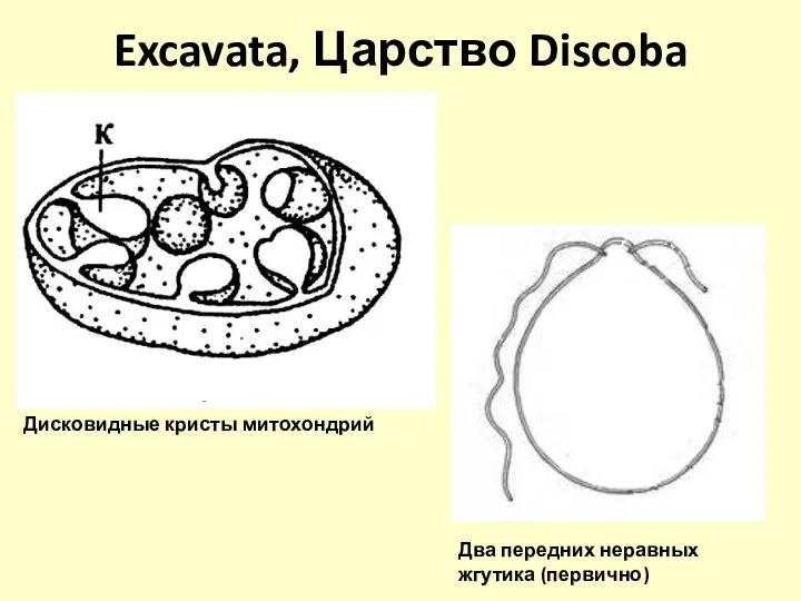 Excavata, Царство Discoba Дисковидные кристы митохондрий Два передних неравных жгутика (первично)