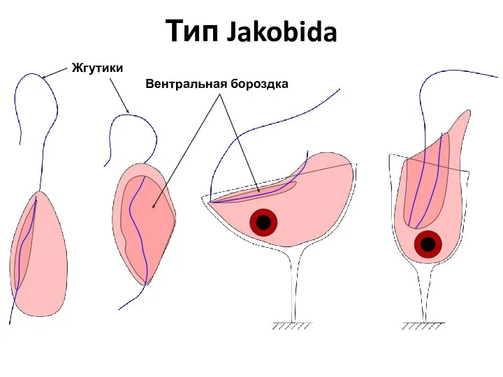 Тип Jakobida Вентральная бороздка Жгутики