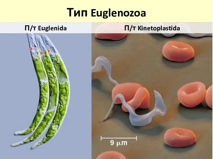 Тип Euglenozoa Спободноживущие авто- и гетеротрофы или внутриорганизменные паразиты Вентральная бороздка редуцирована