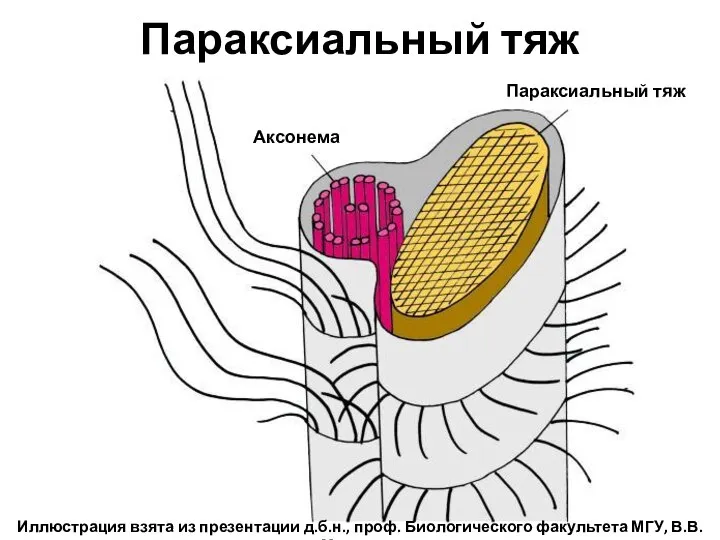 Параксиальный тяж Аксонема Параксиальный тяж Иллюстрация взята из презентации д.б.н., проф. Биологического факультета МГУ, В.В. Малахова