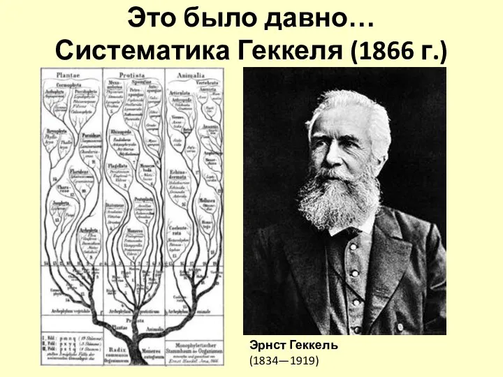 Это было давно… Систематика Геккеля (1866 г.) Эрнст Геккель (1834—1919)