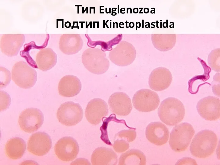 Тип Euglenozoa Подтип Kinetoplastida
