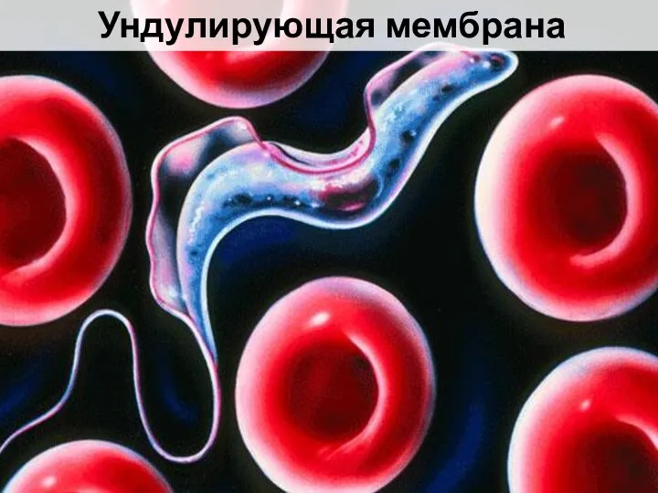 Ундулирующая мембрана